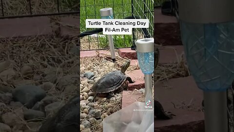 Turtle Tank Cleaning Day-Our First Pet Together