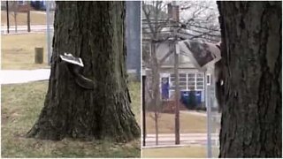 Squirrel enjoys reading the newspaper during breakfast