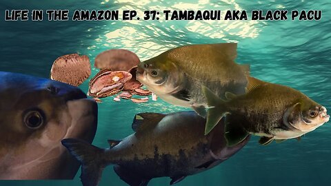 Life In The Amazon Ep. 37: All About Tambaqui