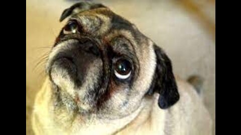 Funniest and Cutest Pug Dog