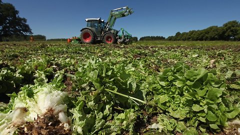 CDC Traces Romaine E. Coli Outbreak To California Farm