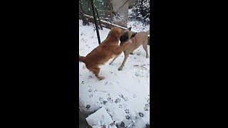 Dogs move from India to Germany, experience first ever snowfall