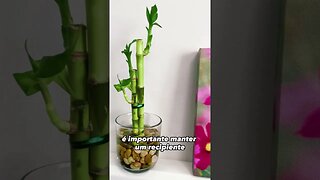 Dicas sobre como CULTIVAR o BAMBU da SORTE #bambudasorte #fengshui #cuidadoscombambu