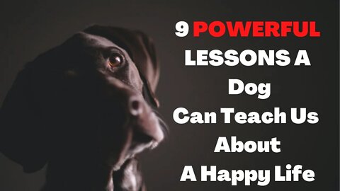 9 LESSONS A Dog Can Teach Us About A Happy Life