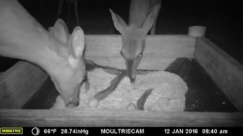 Deers 🦌🦌🦌eating under the moonlit skies #cute #funny #animal #nature #wildlife #trailcam #farm