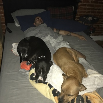 Sneaky dogs getting on bed when not allowed