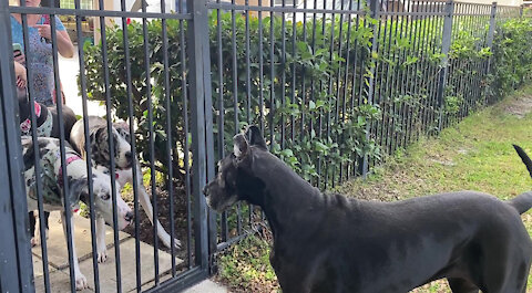 Florida Great Dane Is Happy To Greet Her Michigan Dog Friend Guests