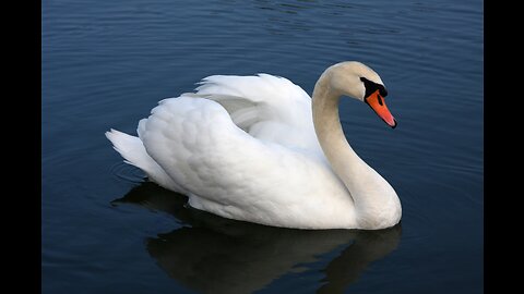 Slideshow tribute to Swans 🦢 .