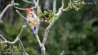 Red-bellied Woodpecker Close-Up 🌳 11/06/22 16:02