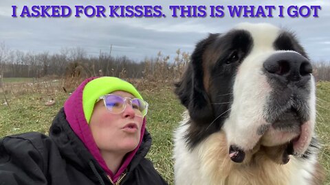 Big dogs, big kisses- St. Bernard kiss vs Great Dane kiss