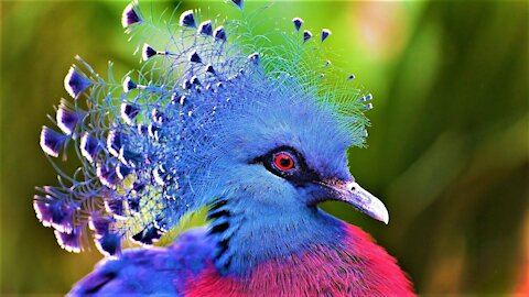 10 Most Beautiful Birds on Planet Earth 2