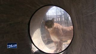 Animals welcome visitors to Lincoln Park Zoo