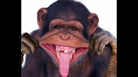 FUNNIEST MONKEY COMPILATION