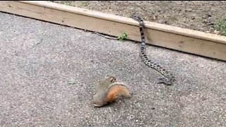 Cet écureuil courageux affronte un serpent
