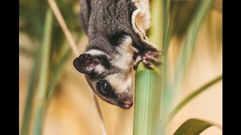 Cute little sugar gliders that can fly
