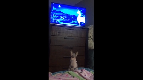Sphynx kitten intently watches TV