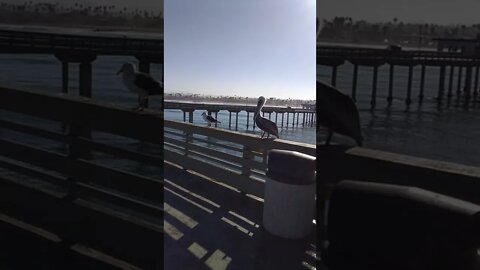Pelican and Seagull Hanging out at Ocean Beach Pier!