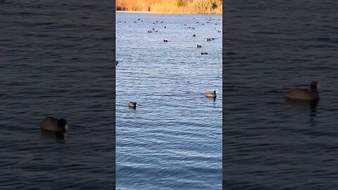 Duck, AMERICAN COOTS I believe, #nature #travel #Arizona