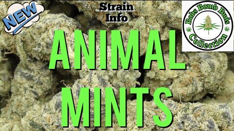 Animal Mints