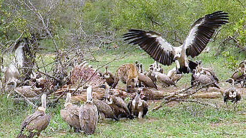 Lone hyena relentlessly chases vultures away from kill