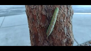 Caterpillar Crawl