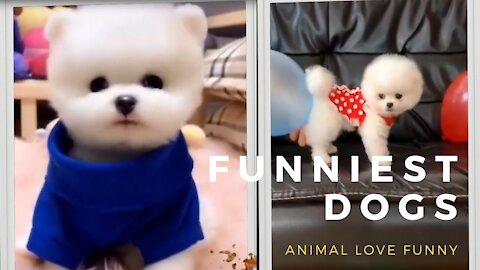 Funniest Dogs - Awesome Funny Pet Animals' Life Videos | Animal Love Funny