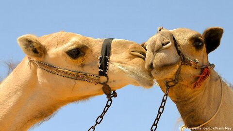 Watch camels if one thing is agreed