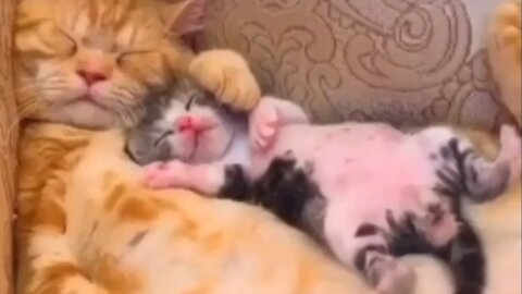 cute baby & mom - cats