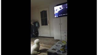 TV-loving dog sits down for movie time