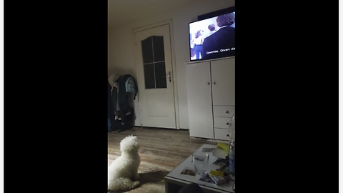 TV-loving dog sits down for movie time