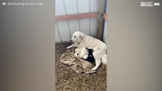 Une chienne adopte une adorable chevrote