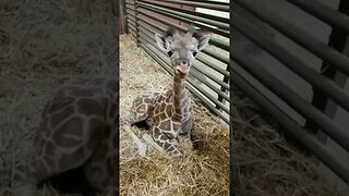 Giraffes have such a long tongue that they can even clean their ears.