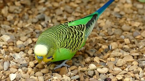 Beautiful Budgerigar