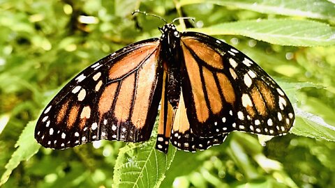 Monarch Butterfly