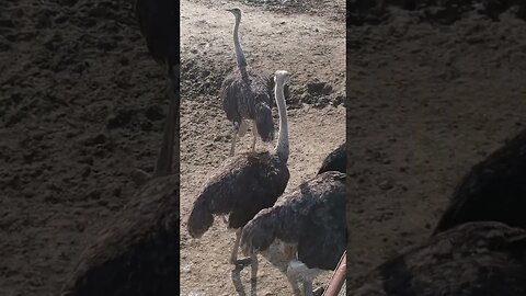 Aerial view of Ostriches #shorts