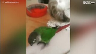 L'incroyable complicité entre un oiseau et un chien