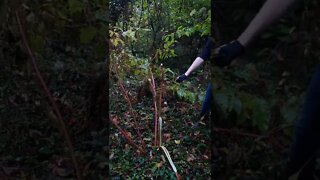 Bamboo Cutting With Shed Knives! #shorts #shedknives