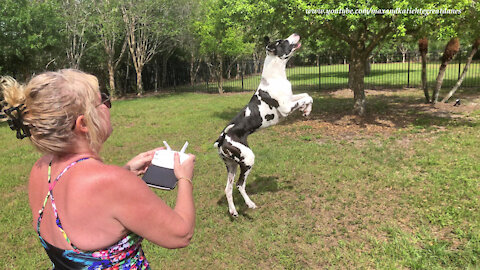 Leaping Great Danes try to catch pesky drone