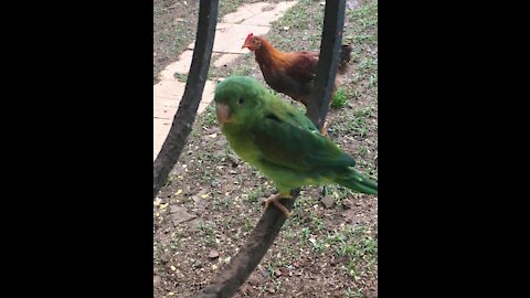 Parrotlet joins me for dinner !