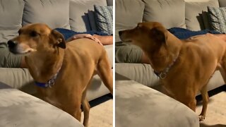 Needy pup needs his butt scratches no matter what
