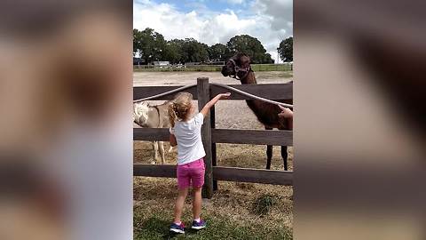 Funny Llama Spits On A Young Girl