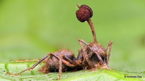 "Zombie" ant victim of killer fungus