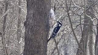 Wood pecker James Gardens Toronto pt2