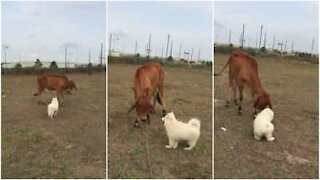 Cane e mucca coltivano un'amicizia davvero speciale