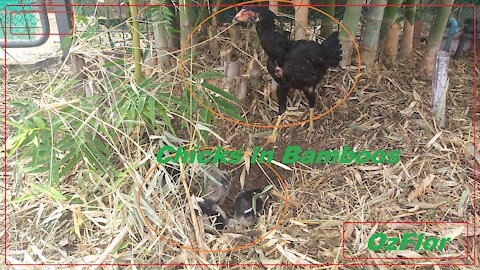 Chickens in the bamboos