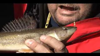 Lake of the Woods Ice Fishing Walleye