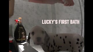 LUCKY'S FIRST BATH