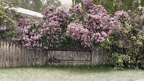 Snowing on the Lilacs
