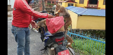 feeding potatoes to the hungry wild monkey || Thank you Rohan Ghale €200 WORK AT UNITED KINGDOM