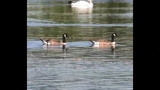 Canadian Geese #animals #wildlife #birds #viral #viralvideo #shorts #subscribe #new #youtubeshorts